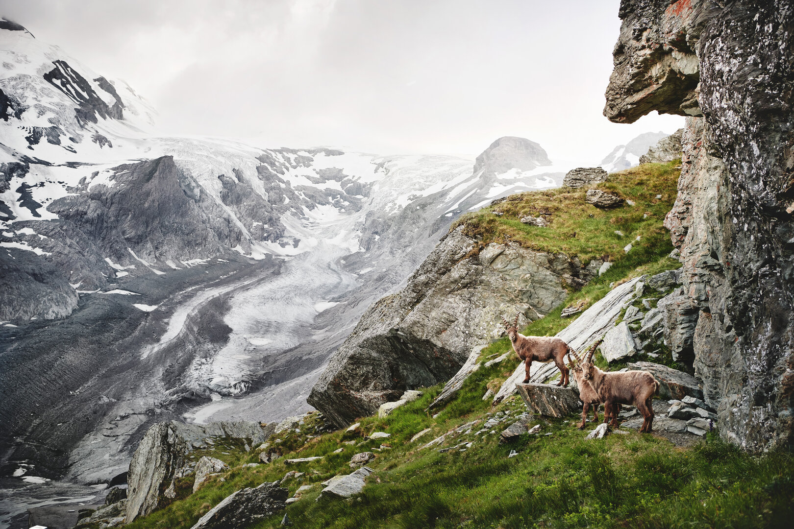 Steinbockfamilie in der Großglockner Region