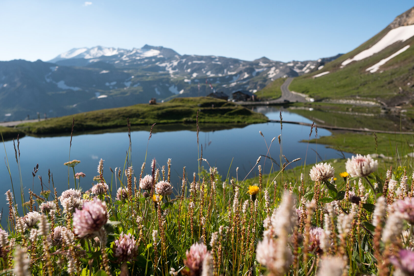 Blumen am Fuscher Lacke
