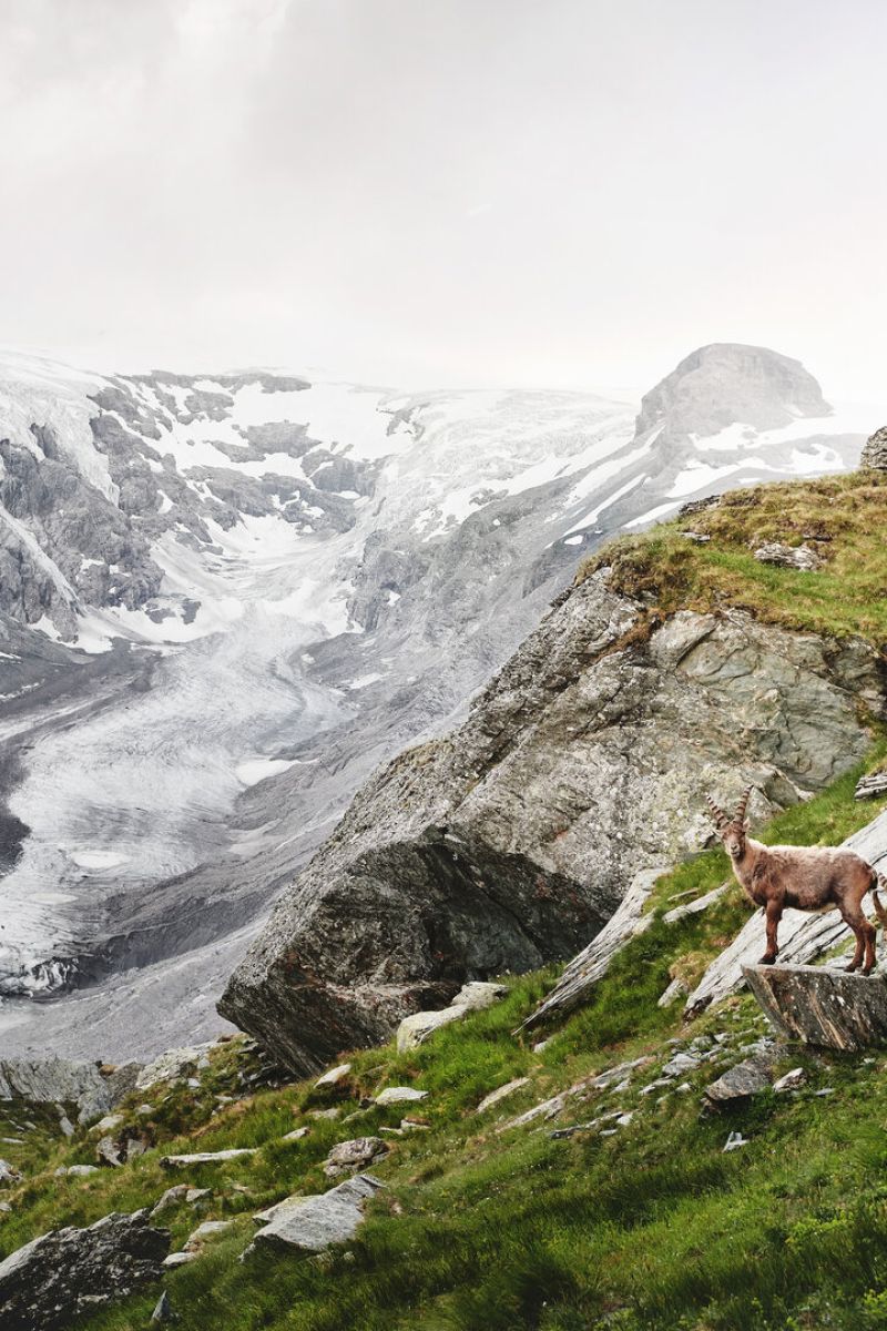Steinbockfamilie in der Großglockner Region